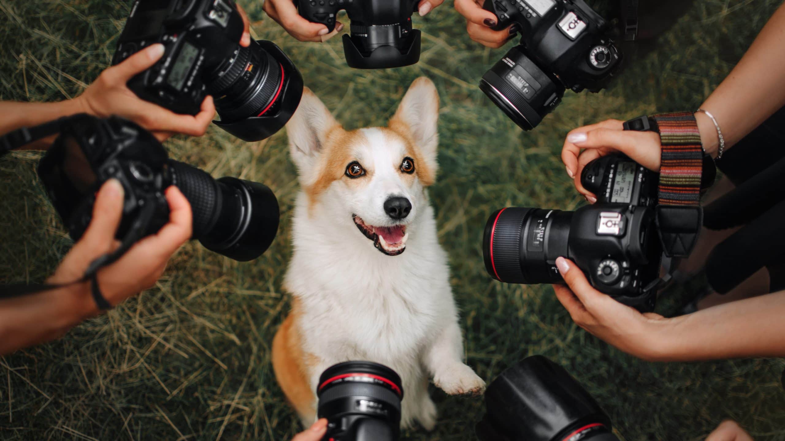 At the California Photo Contest, a Corgi is seated calmly on the grass as multiple photographers focus their lenses on it. The dog’s cheerful expression draws attention, making it a potential contender for the 2024 winners’ list. Photographers skillfully capture every detail, highlighting its joyful demeanor and attracting admiration from all around.