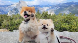 Two Pomeranians waving in front of Yosemite. Photo by Ivy Chen.