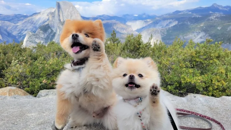 Best of Show Winner: Biscuit and Maddie waving from Glacier Point, Yosemite National Park.