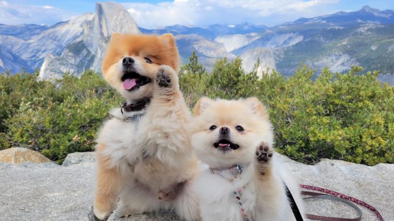 Two Pomeranians waving in front of Yosemite. Photo by Ivy Chen.