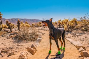 Jet at Joshua Tree National Park. Photo by Laura Zhu.