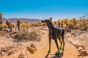 Camping and hiking with your dog in California deserts