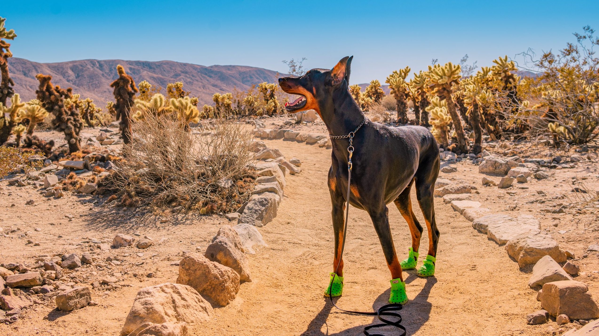 Jet at Joshua Tree National Park. Photo by Laura Zhu.