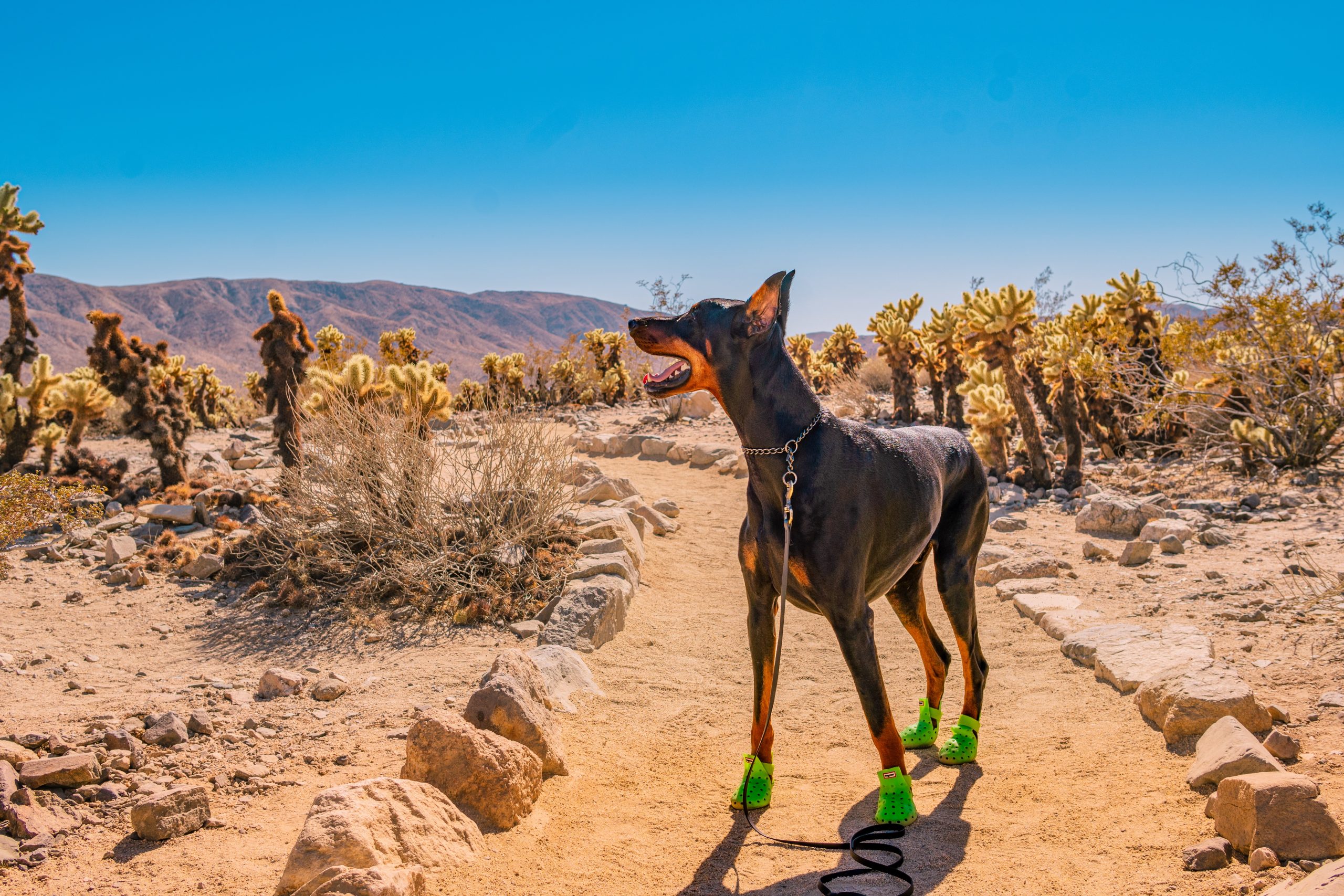 Jet at Joshua Tree National Park. Photo by Laura Zhu.