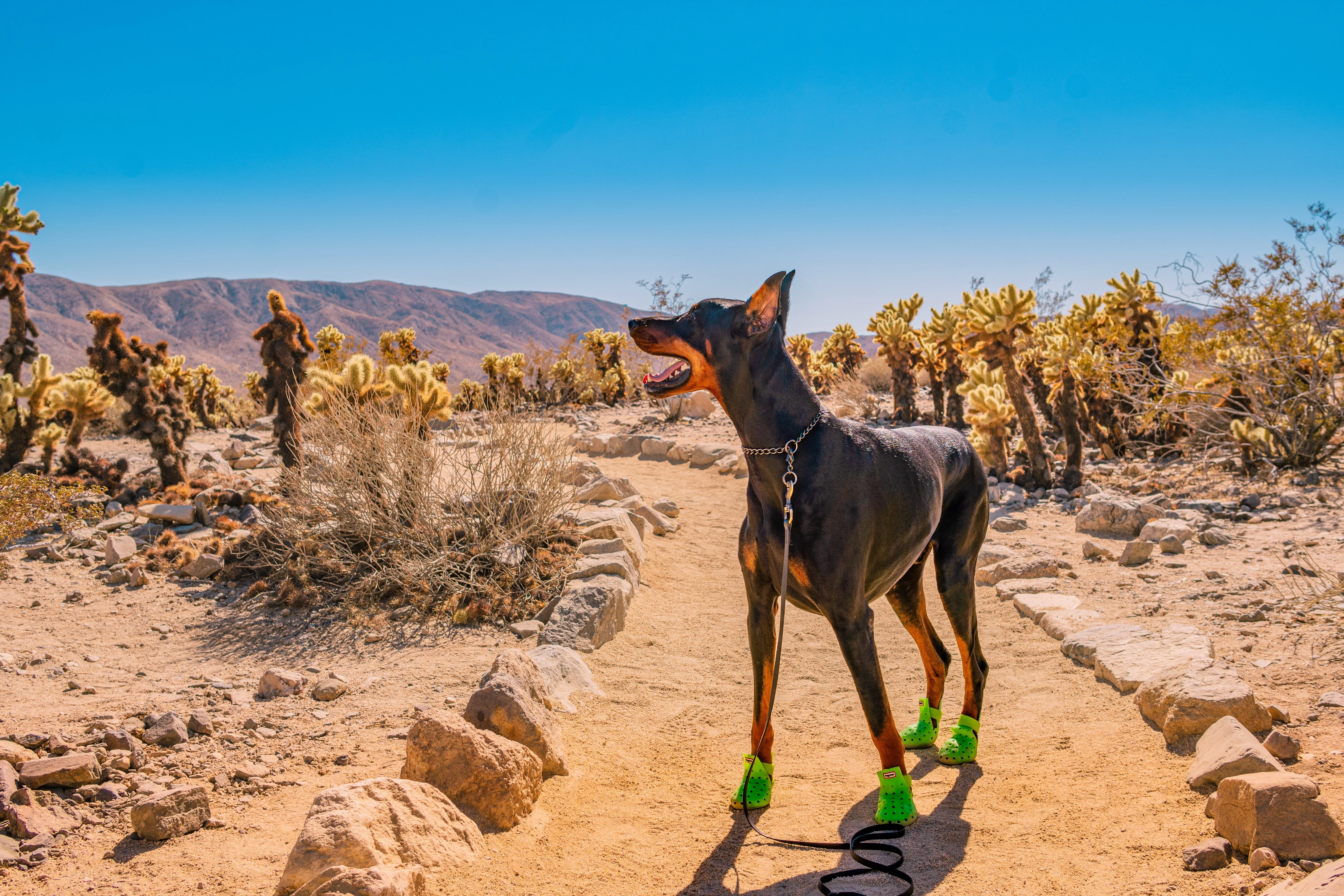 Jet at Joshua Tree National Park.