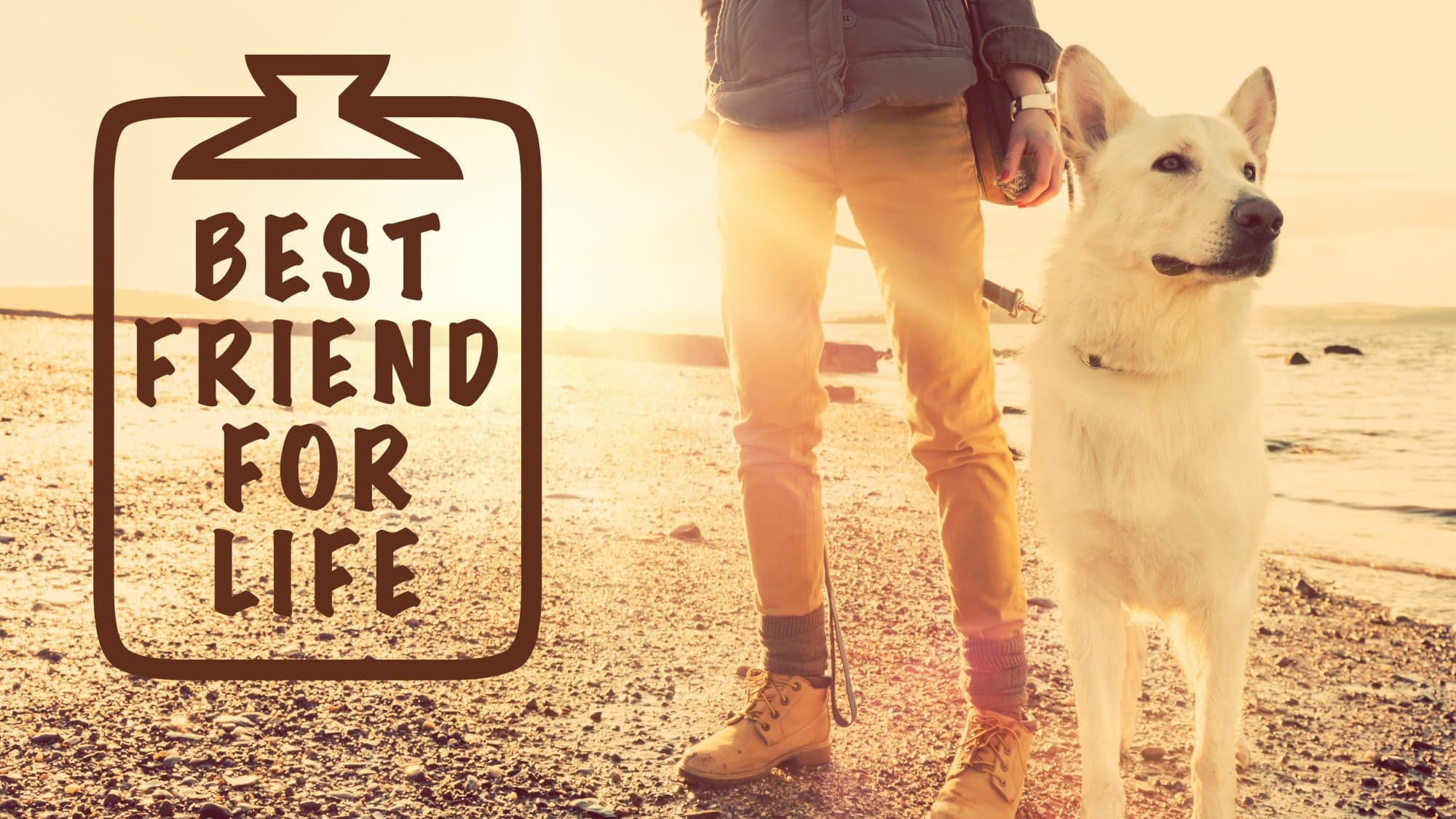 Best friend for life concept, girl with her dog at a beach during sunset