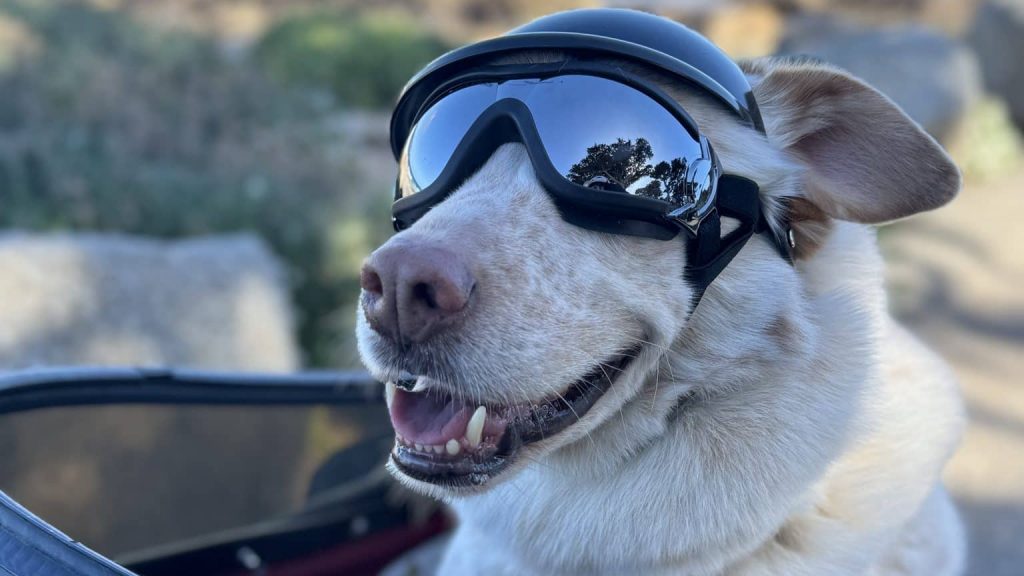 Samurai dog in a sidecar