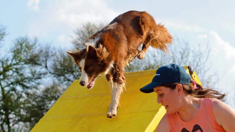 At the Community Center Park, a spirited brown and white dog bounds over a yellow ramp set up for an outdoor agility trial. Alongside it, a woman dressed in a pink tank top and wearing a dark cap matches its pace. Behind them, lush green trees and the clear blue sky create an inviting backdrop.