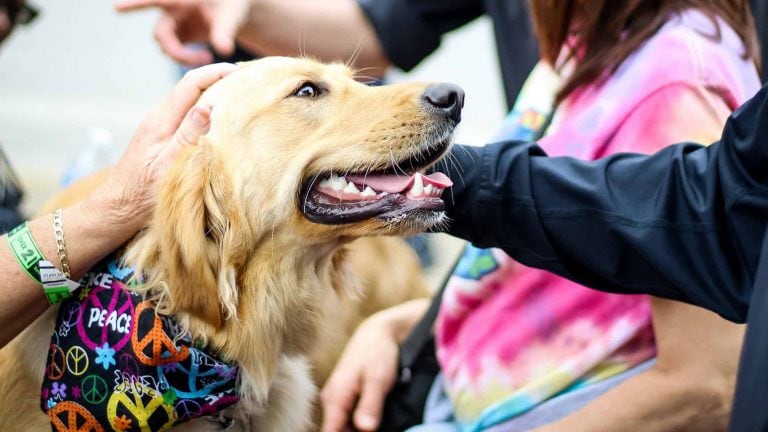 A vibrant dog park bathed in sunlight features abundant greenery with mature trees, offering ample shade for leisurely outdoor activities. In the distance is a well-equipped playground that presents an additional activity area. An inviting picnic table spreads out nearby, ideal for enjoying meals al fresco or taking relaxing breaks from play. A neatly-placed trash bin aids in maintaining the park's cleanliness for everyone's enjoyment. Dominating the scene is a generously wide dirt path gracefully curving through the expanse of grass, promising exploratory walks and lively fetch games.