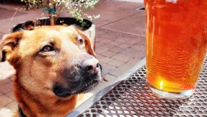 Freewheel Brewing Company, a dog-friendly bar in Redwood City, California