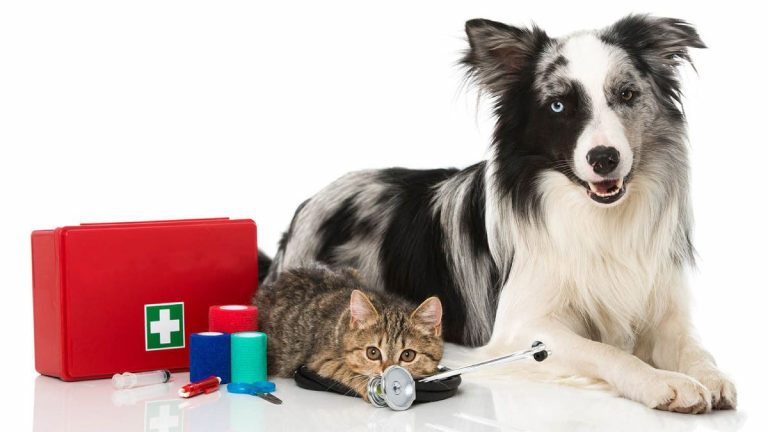 A Border Collie and a kitten are settled side by side, surrounded by essential first aid tools: a red kit, an array of vibrant bandages, a syringe, and a stethoscope. The dog’s eyes gleam with curiosity while the kitten lounges comfortably next to it. This scene illustrates their readiness for the Pet First Aid course at Berkley Humane. Perfect for those seeking proactive activities with their pets.