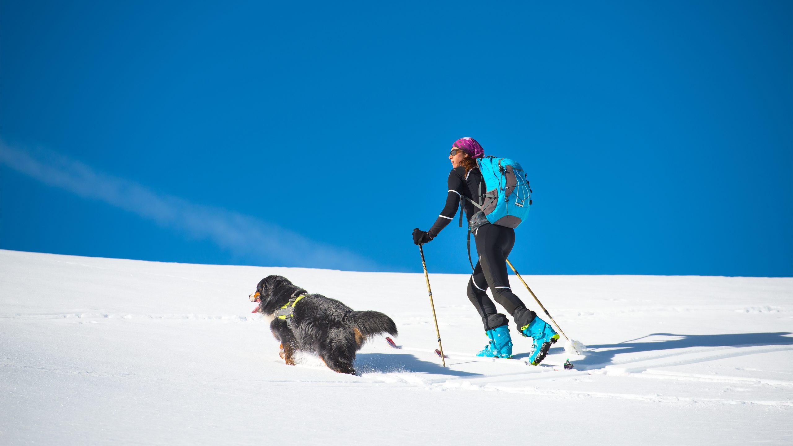 On a snowy slope near Big Bear Lake, a skier methodically makes their way uphill. Their turquoise backpack stands out against the white landscape, while their blue ski boots crunch into the powder with each step. Beside them, a Bernese Mountain Dog moves with happy enthusiasm, its thick fur catching bits of snow as it bounds across the open terrain under a clear blue sky. The scene captures both activity and companionship in this winter wonderland setting.