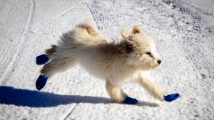 A fluffy dog clad in blue booties dashes across the snow-covered ground, enjoying wintertime outdoor activities in California.