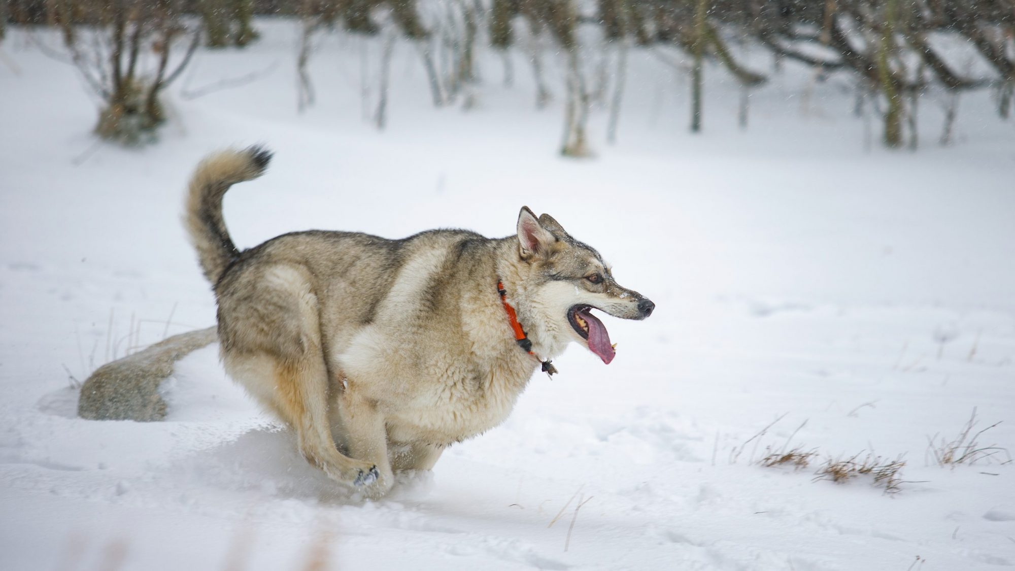 A large, shaggy dog with a thick, reddish-brown coat and a bright red collar bounds across the snow-covered field. It runs freely in the crisp winter air, mouth open and tongue lolling out as it revels in the frosty landscape.