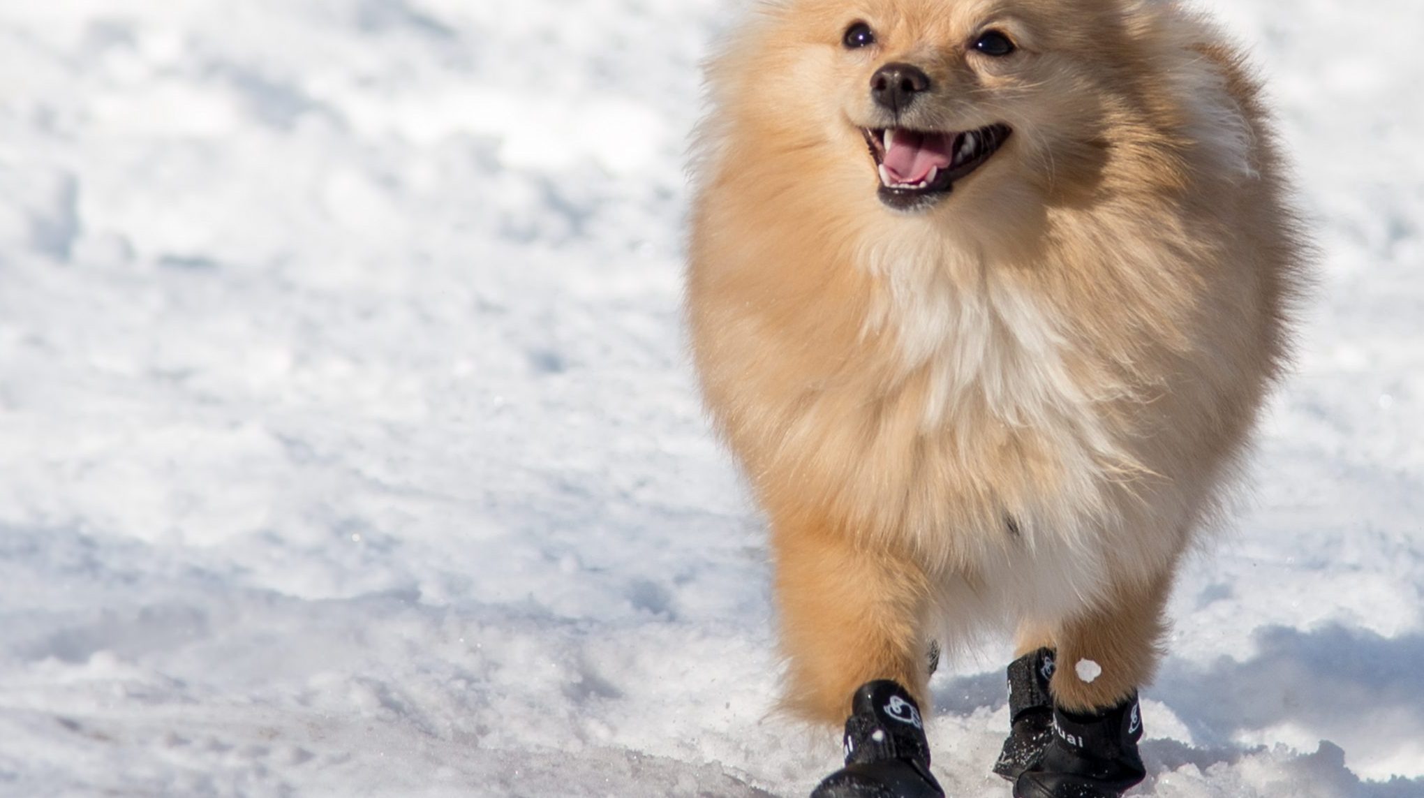 A light brown Pomeranian with distinct black paws dashes across a snowy field. Its fluffy coat bounces with each stride as the dog leaves tiny prints in the snow behind it. The dog's mouth is slightly open, almost as if it's smiling, exuding pure joy amidst the vast, white blanket of winter.