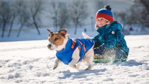 A child wearing a blue jacket and a red hat glides down a snow-covered hill on a sled at one of the SNO-Parks. Nearby, a small brown and white dog, clad in a matching blue coat, darts eagerly across the snow. The backdrop of snow-laden trees adds to the scenic winter setting.