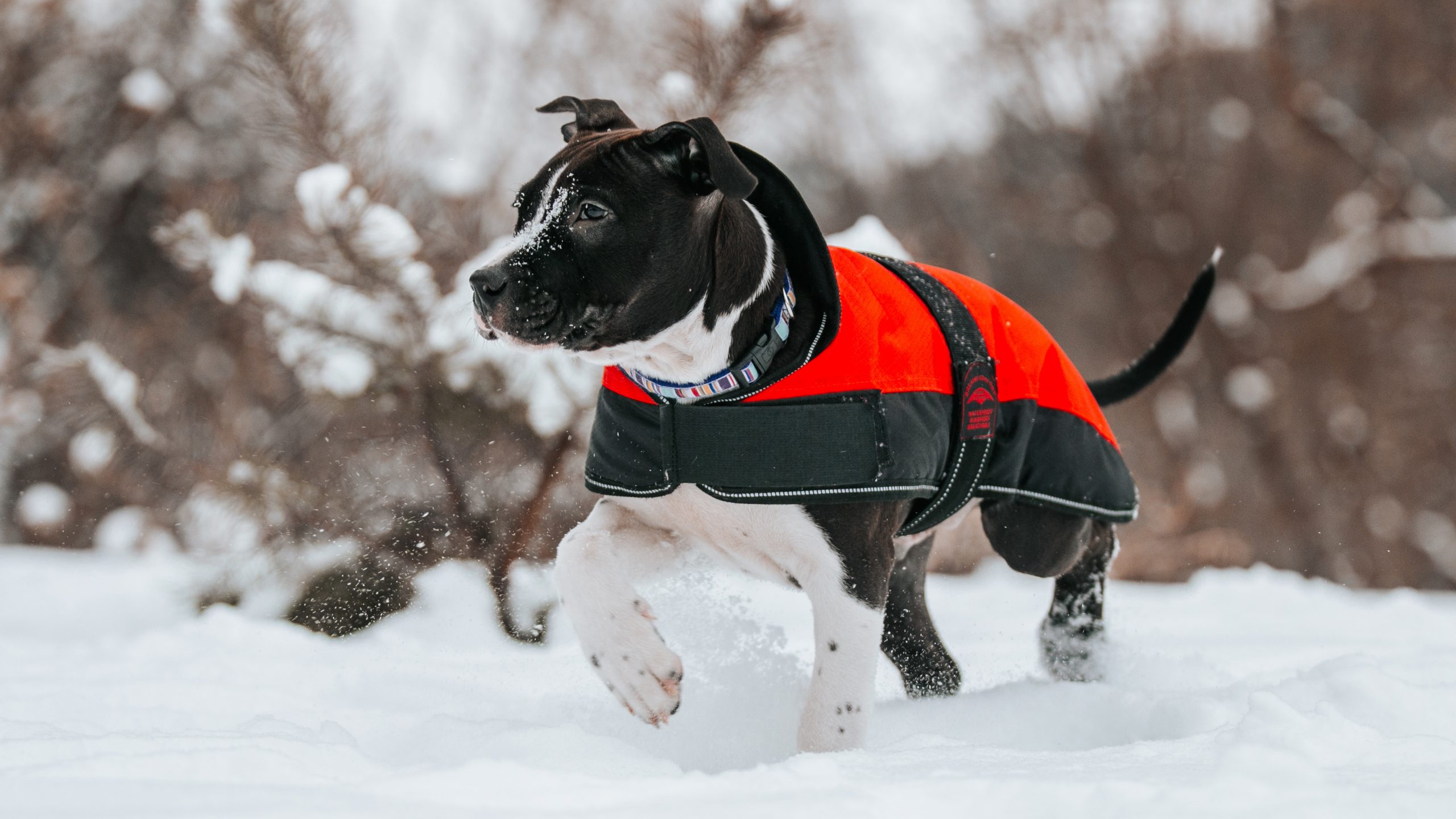 A black and white dog, fitted with a striking orange and black jacket, charges energetically through the snow. Behind it, trees pass by in a blur, highlighting its rapid pace and eagerness for adventure.