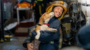 Image from Visit Big Bear offers LA County evacuee lodging help on DogTrekker
