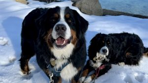 Two Bernese Mountain Dogs are set against the snowy backdrop of Lake Tahoe. The dog on the left stands with its mouth slightly open, as if enjoying the crisp winter air, while its companion lies comfortably in the snow. Their thick, fluffy coats blend harmoniously with their harnesses, contrasting beautifully against the white snow and scattered rocks. The scene is a perfect representation of winter tranquility and natural beauty.