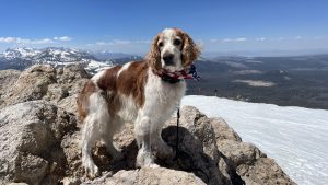 A brown and white dog, its neck adorned with a red, white, and blue bandana, stands poised on rugged terrain. The dog looks intently toward the distant Mammoth mountains that stretch skyward, their peaks dusted with bright snow. Around it spreads an expansive landscape bathed in sunlight, framed by an endless clear blue sky.