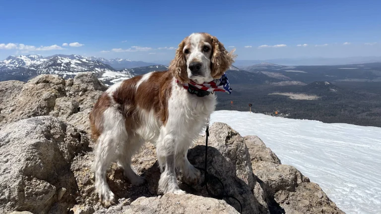 Bodie at the top of Mammoth Mountain.