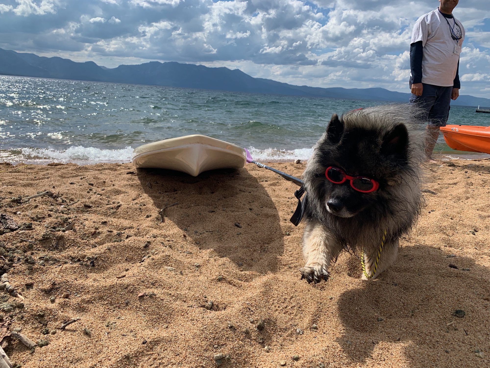 A fluffy dog from Canine Camp, wearing red goggles, trots along the sandy beach near the shimmering water. In the background, a small kayak floats while a person stands by the shoreline. The sky above is partly cloudy, revealing distant mountains on the horizon.