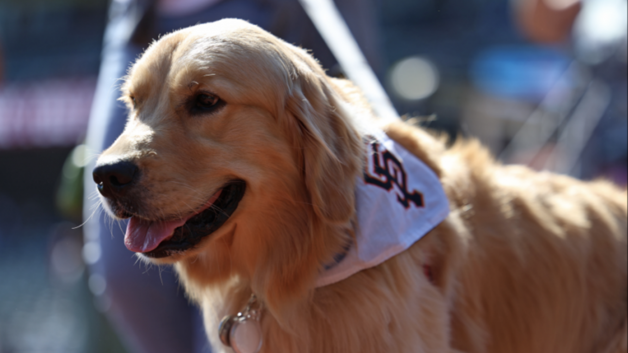 A golden retriever, dressed in a white bandana adorned with a logo, stands prominently at Oracle Park. The dog's tongue lolls happily from its mouth, exuding contentment as it revels in Dog Days festivities at the stadium. With a blurred background emphasizing the joyful canine, the scene captures a moment of pure enjoyment and companionship.