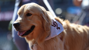 Dog Days at Oracle Park