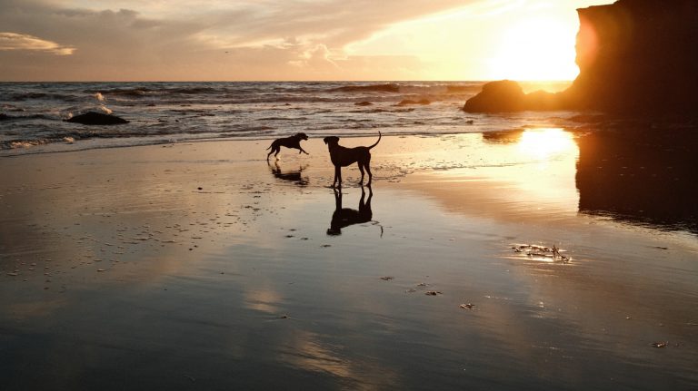 Two dogs on beach in Santa Cruz at sunset. Photo by Santa Cruz County.