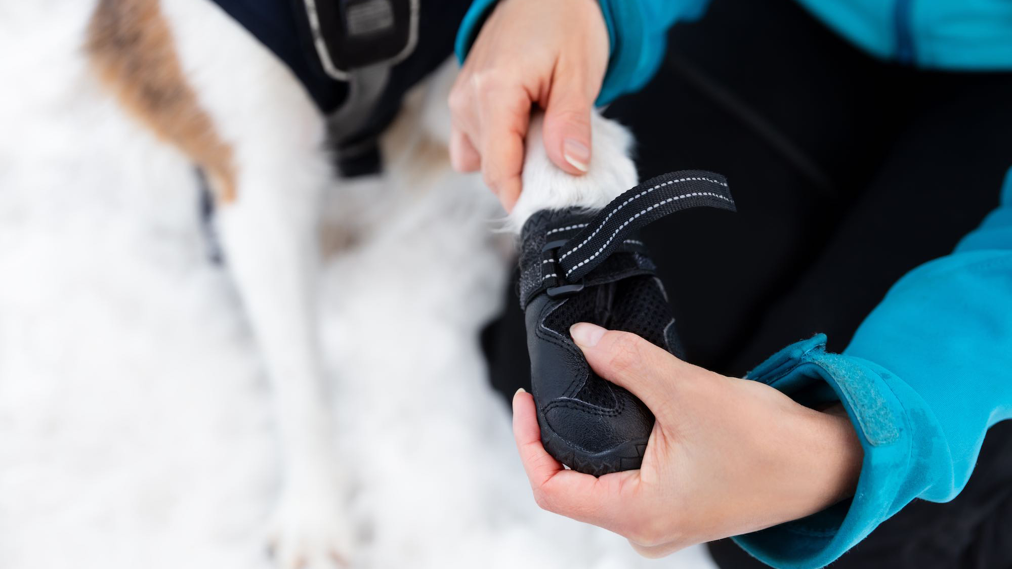 A person wearing a blue jacket carefully adjusts a snug black boot on their dog's paw. The dog's white fur contrasts sharply with the dark footwear, highlighting the practical preparation for winter conditions. This thoughtful gesture ensures that the dog can explore and enjoy the snow-covered terrain safely, without risking cold paws or injuries.