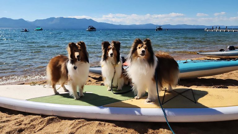 On a sandy beach of Wild Blue lake, surrounded by distant mountains, three Shetland Sheepdogs sit calmly on paddleboards. Their fluffy tricolor coats catch the light of the clear blue sky, offering a relaxing scene by the water’s edge.