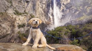 A fluffy golden retriever puppy perches on a rock, its fur ruffling in the breeze under a sturdy blue collar and leash. Behind the puppy, a tall waterfall pours over a rocky cliff, framed by lush greenery. This setting in Yosemite offers dog owners an inviting mix of adventure and breathtaking landscapes to explore with their pets.