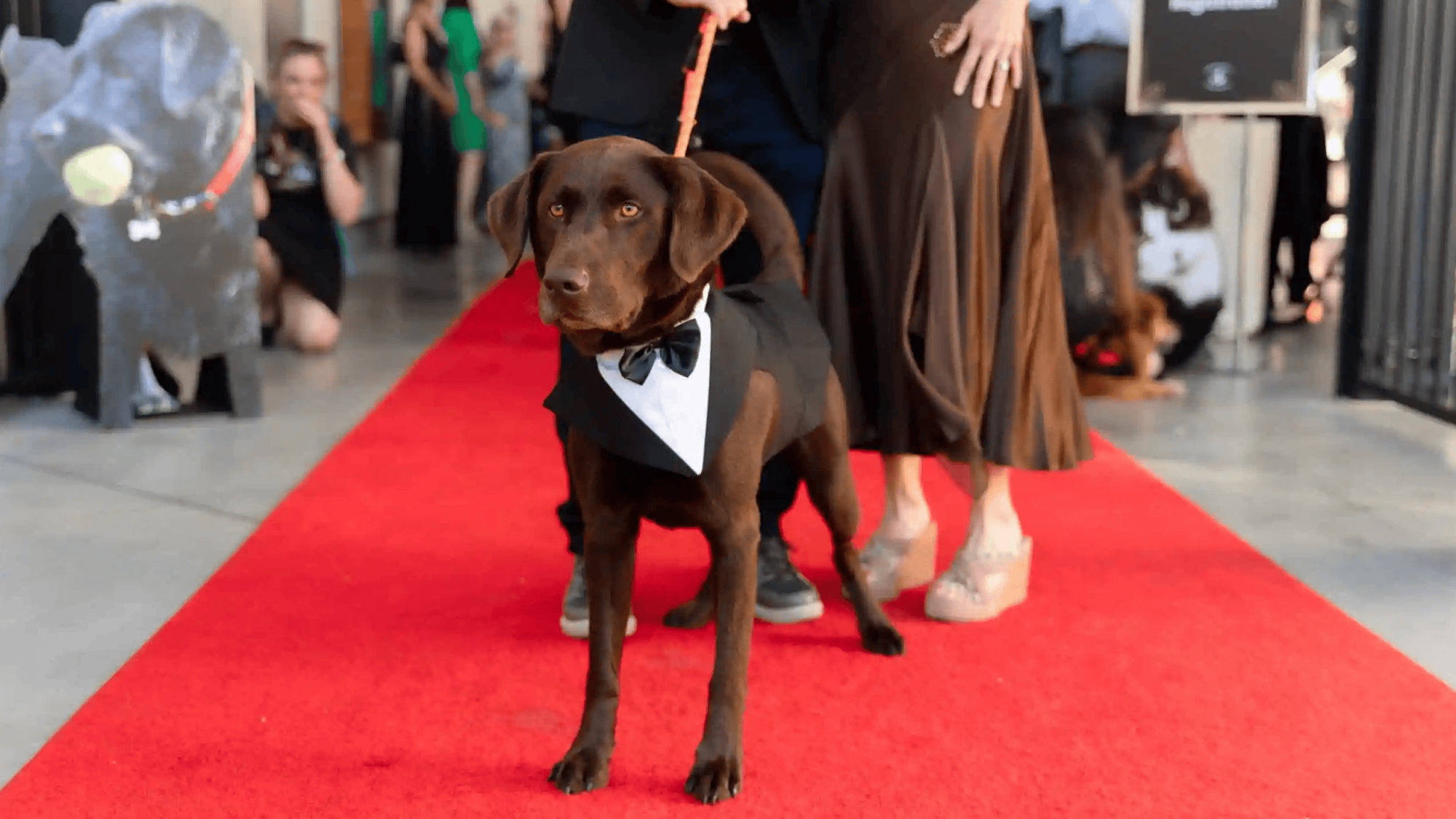 A chocolate Labrador, smartly outfitted in a miniature tuxedo, confidently walks along the red carpet. Its owner, dressed in formal wear, holds the leash with poise. Around them, attendees donning elegant gowns and sharp suits use their phones to document this delightful scene.