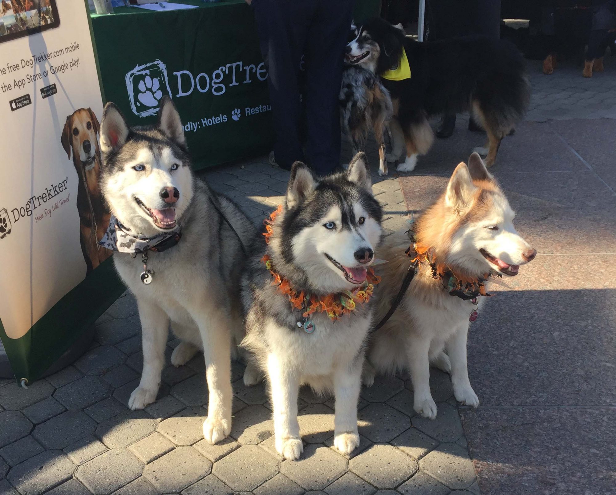 At Pup Palooza 2025, under a clear, sunny sky, three Huskies with bright, festive collars sit patiently in front of the DogTrekker booth. Each dog exudes energy and curiosity as they observe passersby. Behind them, another dog catches the eye of visitors strolling past the vibrant setup. The booth itself is adorned with brochures and displays spotlighting information about pet-friendly accommodations such as Little River Inn. Visitors can also discover a variety of exciting activities tailored for those traveling with their canine companions.