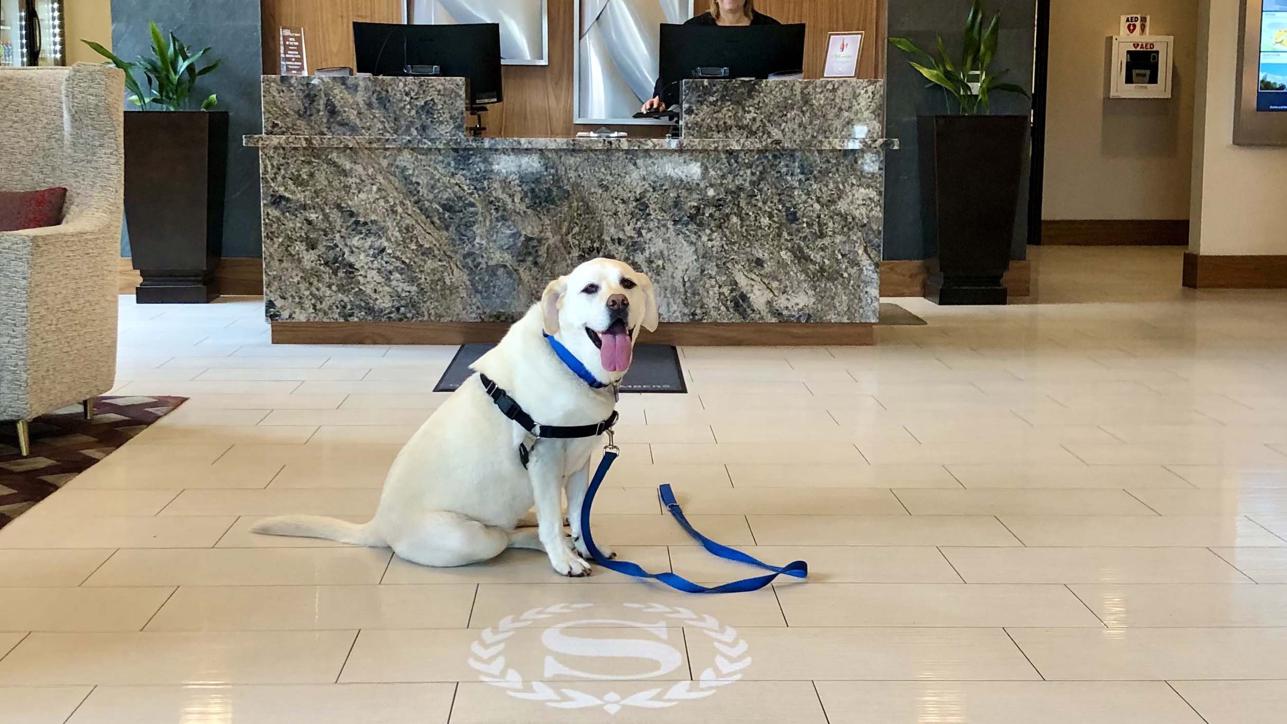 In the lobby of a hotel in Redding, a large white dog rests on the polished floor, tethered by a blue leash. Positioned in front of an elegant marble reception desk, the dog's playful expression and wagging tongue bring a touch of warmth to the scene as its owner attends to check-in details with the receptionist.