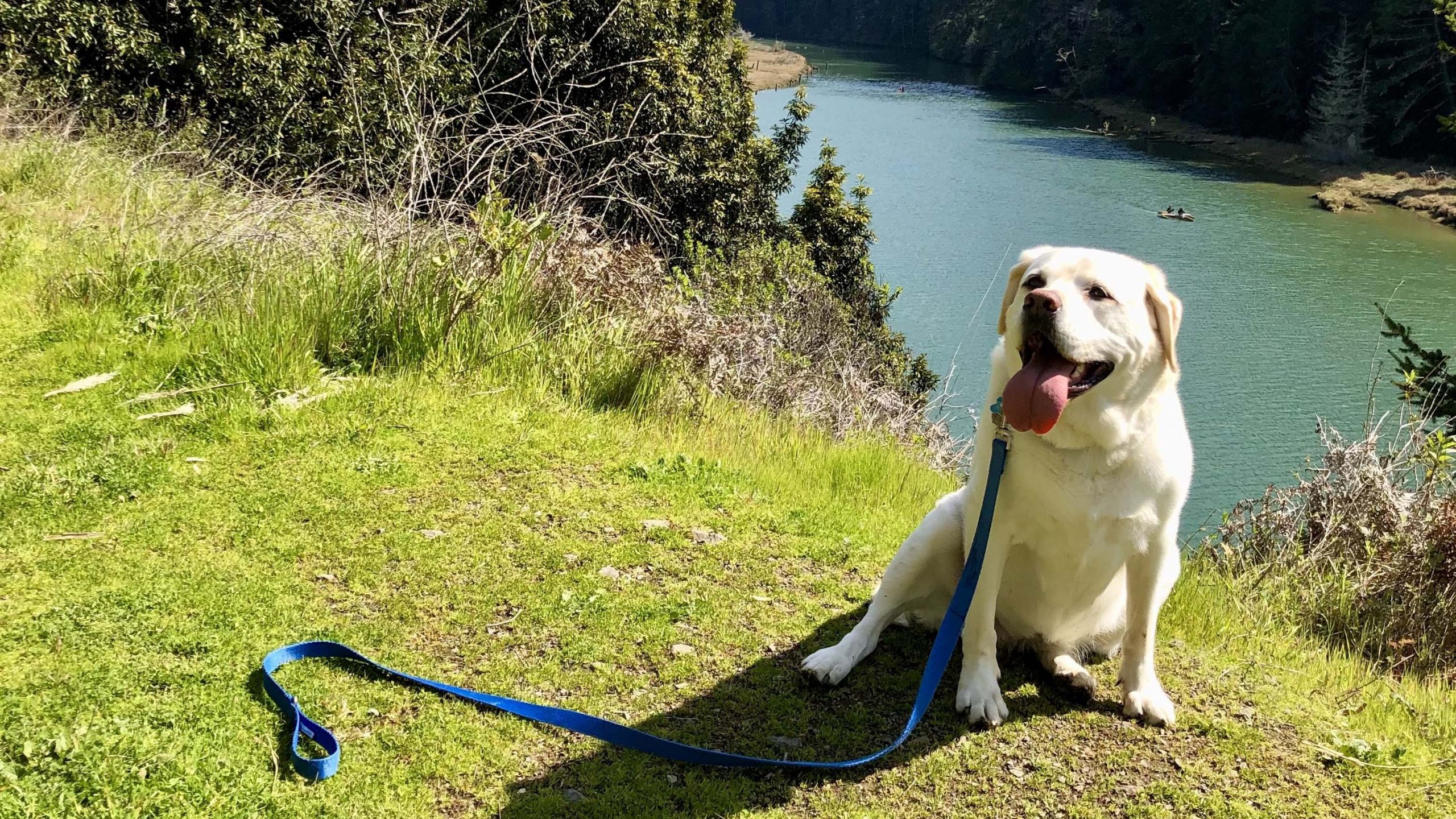 A Labrador, its coat gleaming in the sunlight, sits contentedly on a grassy hill overlooking a tranquil river in Mendocino. A blue leash rests beside the dog as it surveys the scene. Dense green trees border the riverbank, enhancing the peacefulness of this natural spot and offering an ideal backdrop for those looking to explore with their canine companions.