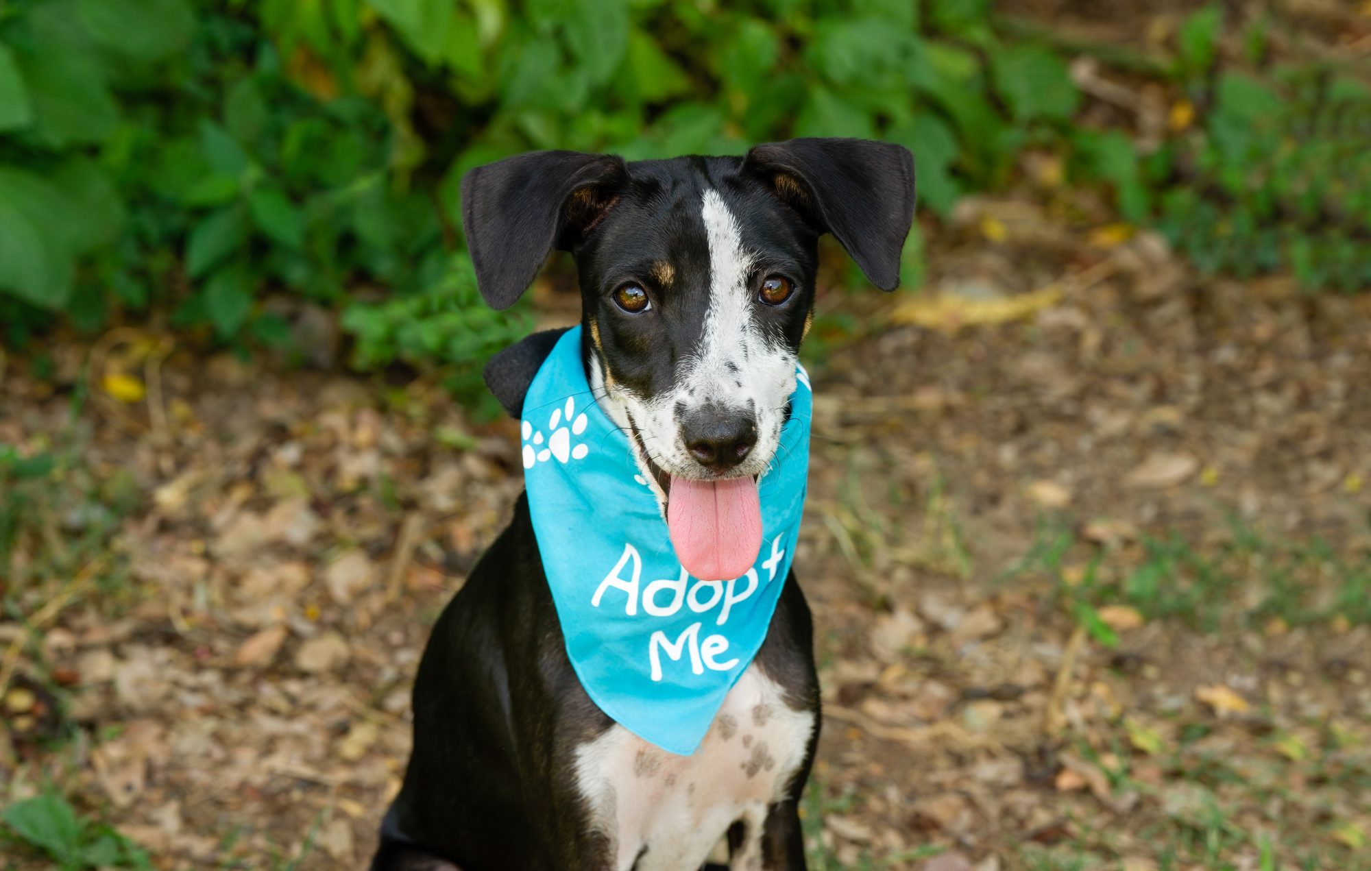 A black and white dog, wearing a blue "Adopt Me" bandana, sits attentively on the dirt and leaf-strewn ground. Its tongue hangs out in a joyful expression, surrounded by lush green foliage that frames the scene. The dog's eager posture suggests it's ready for an adventure at Pup Palooza 2025.