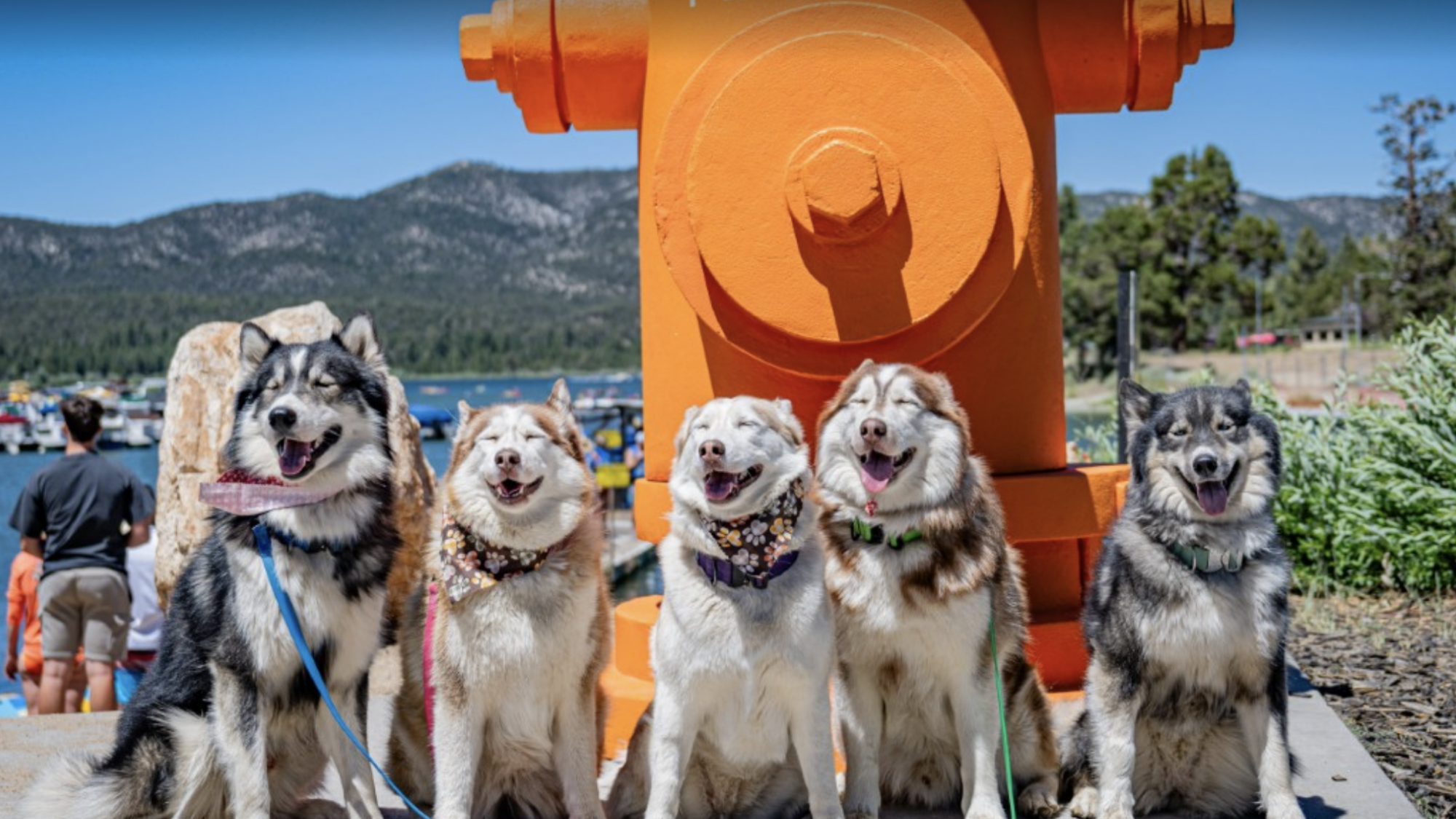 Five fluffy dogs sit obediently, leashes neatly aligned in front of a towering orange fire hydrant at Puptopia. Their fur shines under the clear blue sky as their mouths hang open in contented panting, exuding happiness. Behind them, people stroll leisurely among green trees, set against the stunning backdrop of Big Bear's majestic mountains.