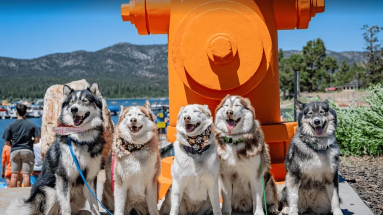 Puptopia Big Bear, a dog-friendly event in California