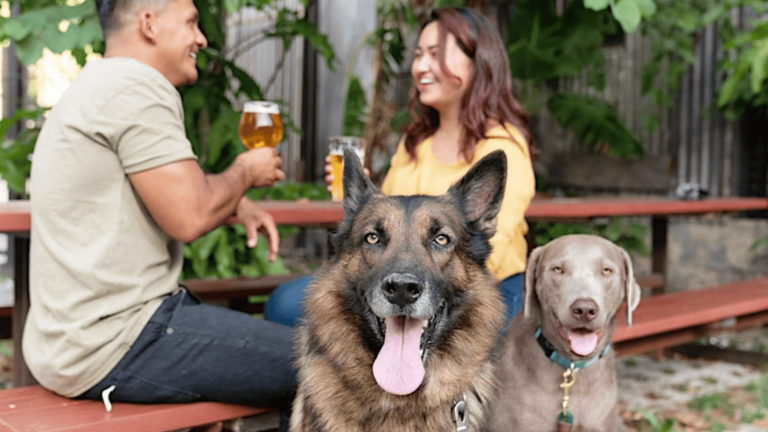 A couple sits at a rustic picnic table under the open sky, sipping drinks and sharing laughter during Barks & Brews. In the foreground, a German Shepherd and a Weimaraner rest comfortably on the grass with their tongues hanging out, content from play. Surrounding them is lush greenery and a simple wooden fence that frames this inviting outdoor setting.