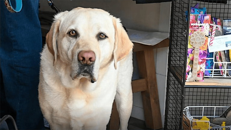 A large yellow Labrador retriever stands steadily in a store aisle, its gaze fixed directly at the camera. The dog’s expression is serene and composed, reflecting the calm nature typical of its breed. Next to the Labrador is a shelf stocked with an array of colorful items—perhaps toys or accessories—that catch the eye with their vibrant hues. Nearby, a person’s leg is partially visible, hinting at companionship and shared exploration of this pet-friendly environment.
