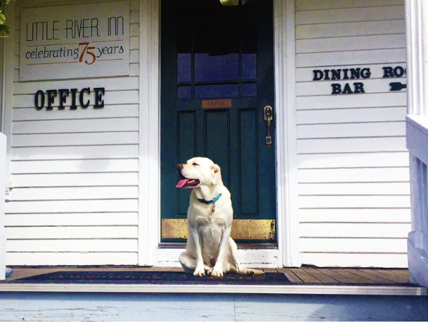 A Labrador sits patiently on the porch of a white building, its gaze turned to the side with its tongue lolling out. Above the entrance, a sign announces "Little River Inn celebrating 75 years." Nearby markers direct visitors to the "Office" and "Dining Room Bar." The setting hints at convivial gatherings, while the dog's playful demeanor brings life to this quaint establishment.