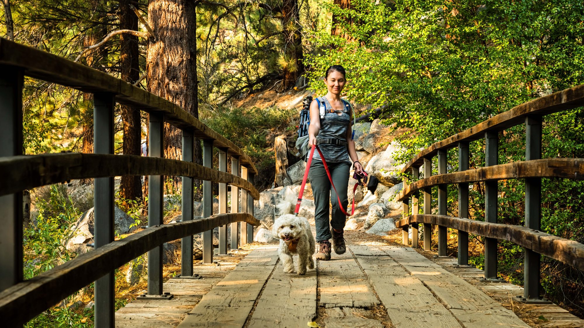 A person, bundled in warm outdoor clothes and carrying a backpack, takes a peaceful winter hike with their small white dog. They cross a sturdy wooden bridge nestled amidst the forest. Sunlight pierces through the tree canopy above, casting soft beams that dance over both the frost-tipped foliage and the evergreens surrounding them. The contrast between winter remnants and lush greenery offers a unique backdrop for this tranquil outing with man's best friend.