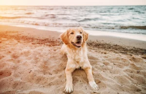 Image from Seven best dog beaches on the Northern California coast on DogTrekker