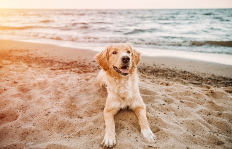 Seven best dog beaches on the Northern California coast