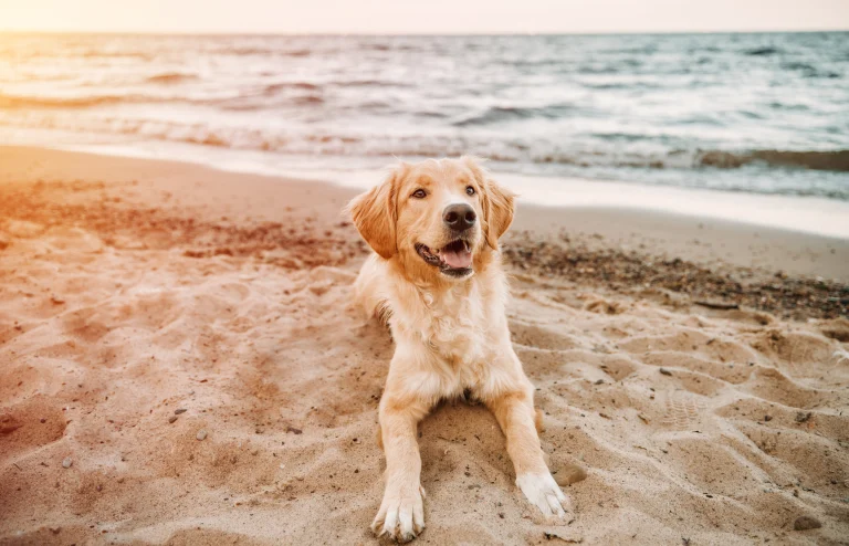 Image from Seven best dog beaches on the Northern California coast on DogTrekker