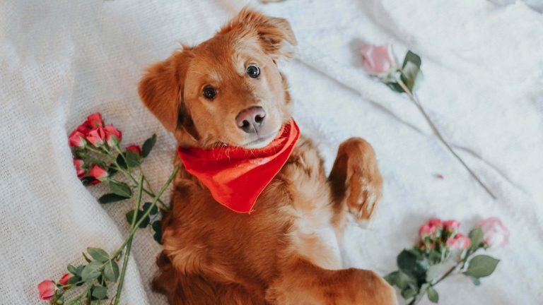 At Roxy's Ranch Haven, a fluffy brown dog sporting a red bandana is nestled on a white blanket. Pink and red roses are artfully arranged around the dog, creating an inviting scene for the Valentine's Adoption Event. The dog's ears perk up slightly and its eyes are wide with curiosity, inviting visitors to consider taking home a new furry friend. This scenic setup is just one of many at the event that is sure to appeal to dog lovers looking for their next companion.