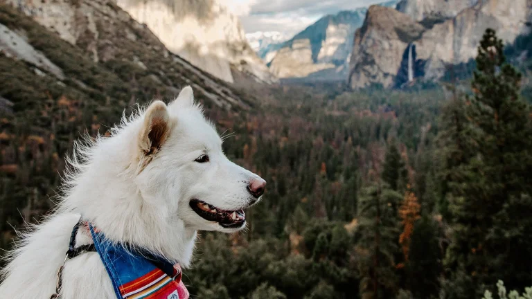 Dog-friendly California destination, photo courtesy of Yosemite Mariposa