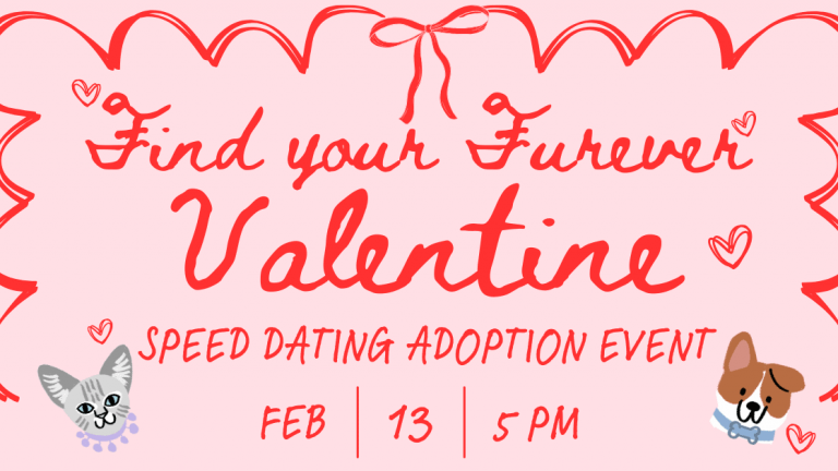 Discover a special opportunity to adopt a pet at our Valentine's-themed event, "Find Your Furever Valentine." This speed dating-style adoption event takes place on February 13th at 5 PM. The venue will be adorned with heartfelt decorations, including ribbons and heart motifs, creating a welcoming atmosphere for meeting potential furry companions. Charming illustrations of cat and dog faces capture the playful spirit of the occasion. Visit us to see if your ideal pet match awaits!.
