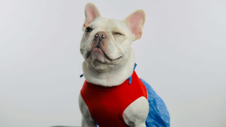 A French Bulldog sits against a plain white background, dressed in a vibrant red and blue costume for the upcoming Puppy Parade fundraiser. Its head is slightly tilted as it winks, sporting a relaxed expression that captures attention.